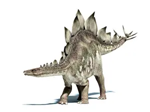 Stegosaurus: 3D rendering of a Stegosaurus dinosaur