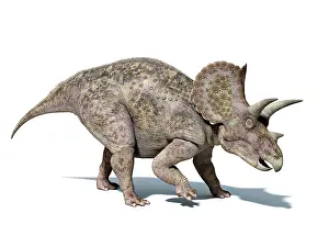 Marginocephalia: 3D rendering of a Triceratops dinosaur
