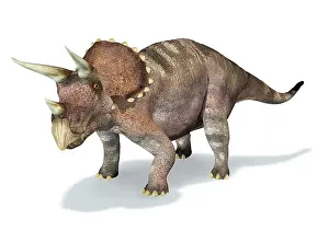 Marginocephalia: 3D rendering of a Triceratops dinosaur