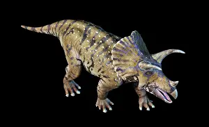 Triceratops: 3D rendering of Triceratops dinosaur n black background