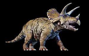 Triceratops: 3D rendering of a Triceratops, perspective view