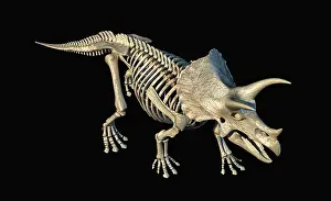 Triceratops: 3D rendering of Triceratops skeleton