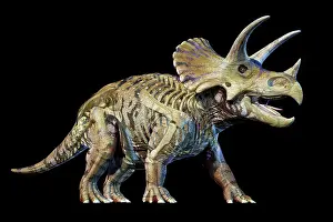 Triceratops: 3D rendering of Triceratops with skeleton in ghost effect