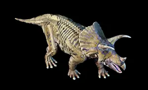 Triceratops: 3D rendering of Triceratops with skeleton in ghost effect