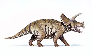 Triceratops: 3D rendering of a Triceratops, side view on white background