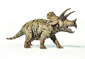Triceratops: 3D rendering of a Triceratops on white background
