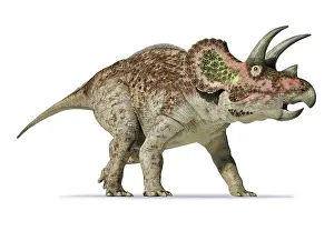 Triceratops: 3D rendering of Triceratops on white background