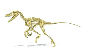 Velociraptor: 3D rendering of a Velociraptor dinosaur skeleton