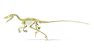 Velociraptor: 3D rendering of a Velociraptor dinosaur skeleton