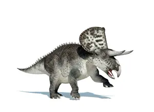 Ceratopsian: 3D rendering of a Zuniceratops dinosaur