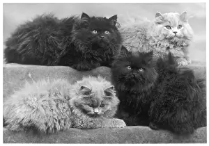 Comfortably: 4 BLUE PERSIAN KITTENS