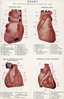 Anterior: 4 VIEWS OF HEART