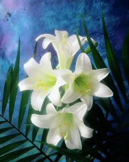 Pet001: 4 WHITE EASTER LILIES BLUE BACKGROUND