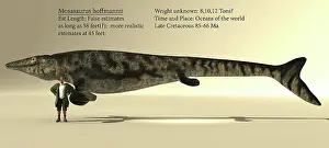 Squamata: A 45 feet long Mosasaurus next to an average male