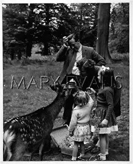 Knowle: 50S FAMILY AND DEER