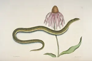 Lacertilia: See 5361 - Ophisaurus sp. glass snake