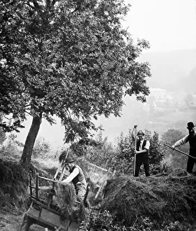 Branscombe: 6 Haymaking in Branscombe, Devon