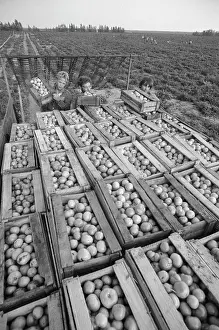 Tomatoes: 62nd Army State Farm