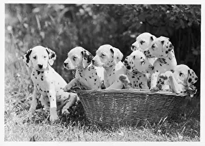 Seventh: 7 DALMATIAN PUPS/1946