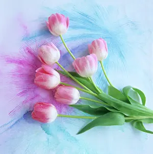 Mat002: 7 pink tulips on pink & blue background