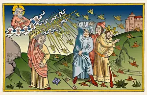 Locusts: 8th Plague of Egypt, Locusts