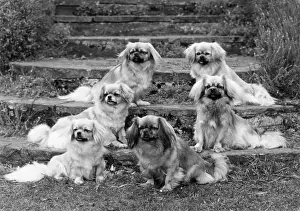 Thomas Fall: 9 TIBETAN SPANIELS/1973