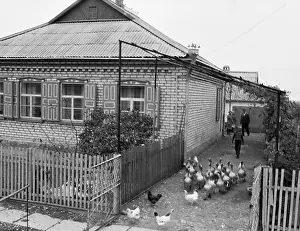 Husbandry: A. Kotivets house