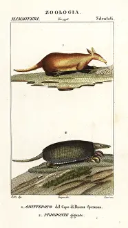 Minimus: Aardvark and giant armadillo