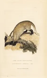 Capensis: Aardvark, Orycteropus afer