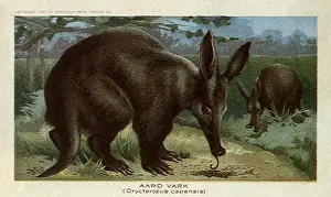 Feeds: Aardvarks