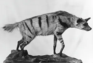 Hyena: AARDWOLF