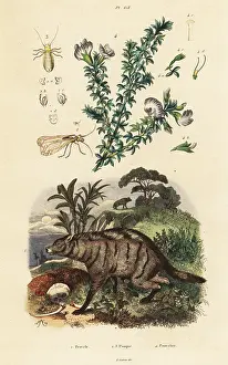 Louse: Aardwolf, Arabian pea and louse
