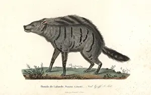 Cristata: Aardwolf, Proteles cristata