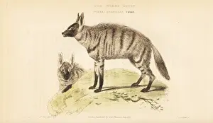 Landseer: Aardwolf, Proteles cristata