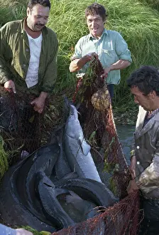 Oblast: Abalak hatchery