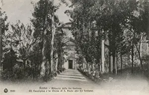 Eucalyptus: Abbey of the three Fountains Rome