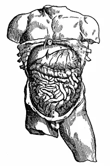 Andreas: Abdominal cavity and its contents. From Andreas