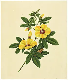 Malvales: Abelmoschus esculentus, lady's fingers