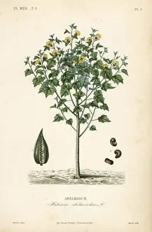 Maubert: Abelmosk, Abelmoschus moschatus