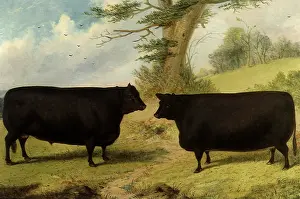 Smithfield: Aberdeen Angus Cattle