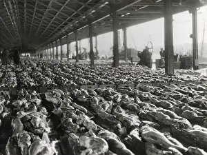 Halibut: ABERDEEN FISH MARKET