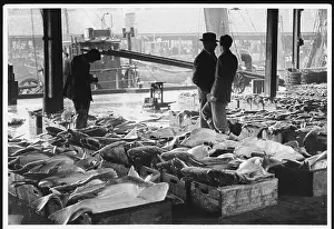 Traders: ABERDEEN FISH MARKET