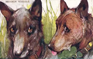 Stretton: Aberdeen Terriers