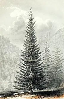 Notably: ABIES DOUGLASSII