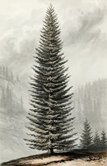 Notably: ABIES MENZIESII