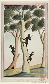 Aborigines: Aboriginal method of climbing trees