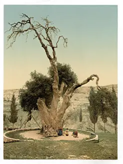Abrahams: Abraham's tree Mamreh, Hebron, Holy Land, (i.e. West Bank)