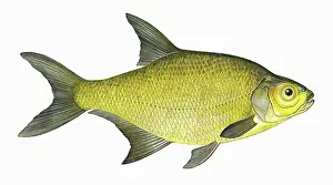 Bream: Abramis brama, or Common Bream