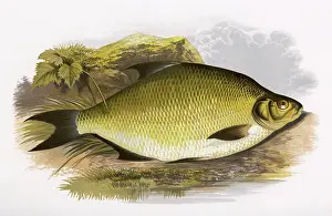 Bream: Abramis brama, or Common Bream