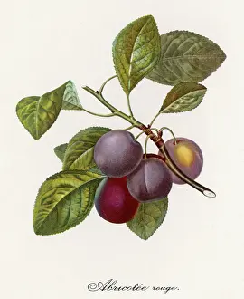 Plums: ABRICOTEE ROUGE